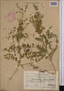 Sphaerophysa salsula (Pall.) DC., Middle Asia, Muyunkumy, Balkhash & Betpak-Dala (M9) (Kazakhstan)