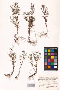 MHA 0 159 883, Veronica anagalloides Guss., Eastern Europe, Lower Volga region (E9) (Russia)