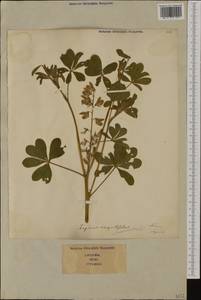 Lupinus angustifolius L., Western Europe (EUR) (Italy)