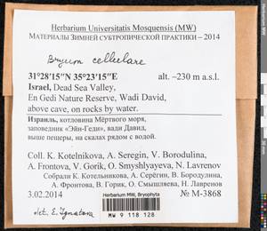 Plagiobryoides cellularis (Hook.) J.R. Spence, Bryophytes, Bryophytes - Asia (outside ex-Soviet states) (BAs) (Israel)