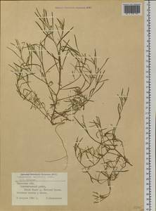 Corispermum declinatum Steph. ex Stev., Siberia, Western Siberia (S1) (Russia)