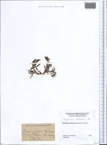 Polygonum bellardii All., Caucasus, Stavropol Krai, Karachay-Cherkessia & Kabardino-Balkaria (K1b) (Russia)