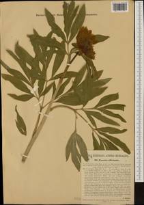 Paeonia officinalis, Western Europe (EUR) (Italy)
