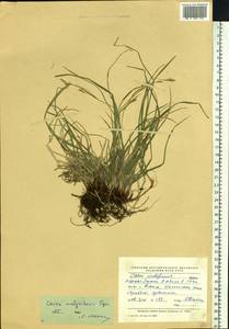 Carex malyschevii T.V.Egorova, Siberia, Yakutia (S5) (Russia)