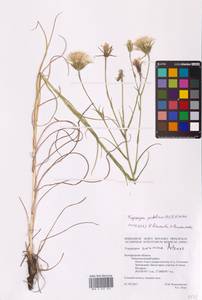 Tragopogon podolicus Besser ex DC., Eastern Europe, Central forest-and-steppe region (E6) (Russia)