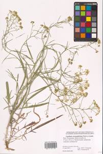 Lepidium coronopifolium Fisch., Eastern Europe, Lower Volga region (E9) (Russia)