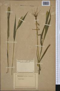 Setaria parviflora (Poir.) M.Kerguelen, Western Europe (EUR) (Not classified)