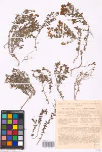 MHA 0 159 198, Linaria cretacea Fisch. ex Spreng., Eastern Europe, North Ukrainian region (E11) (Ukraine)