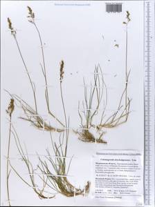 Calamagrostis deschampsioides Trin., Eastern Europe, Northern region (E1) (Russia)