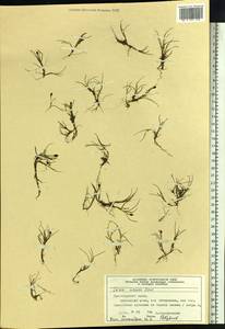 Carex ursina Dewey, Siberia, Central Siberia (S3) (Russia)