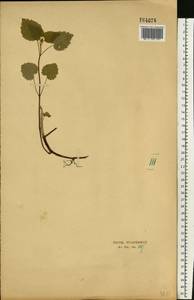 Lamium maculatum (L.) L., Eastern Europe, Central forest-and-steppe region (E6) (Russia)