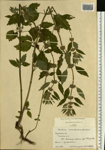 Chaiturus marrubiastrum (L.) Ehrh. ex Rchb., Eastern Europe, Central region (E4) (Russia)