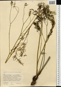 Peucedanum morisonii Besser, Siberia, Western Siberia (S1) (Russia)