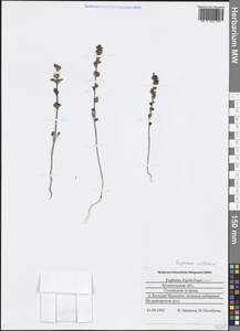 Euphrasia frigida Pugsley, Eastern Europe, Northern region (E1) (Russia)