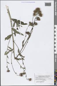 Cirsium arvense (L.) Scop., Eastern Europe, Middle Volga region (E8) (Russia)