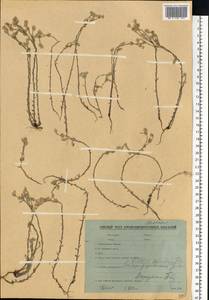 Logfia minima (Sm.) Dumort., Eastern Europe, Belarus (E3a) (Belarus)