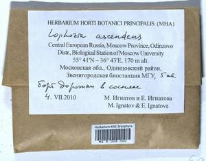 Lophozia ascendens (Warnst.) R.M. Schust., Bryophytes, Bryophytes - Moscow City & Moscow Oblast (B6a) (Russia)
