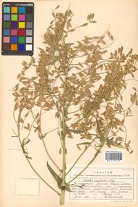 Isatis tinctoria L., Siberia, Russian Far East (S6) (Russia)