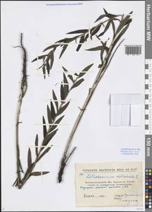 Lithospermum officinale L., Eastern Europe, North Ukrainian region (E11) (Ukraine)