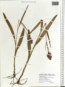 Dactylorhiza majalis subsp. baltica (Klinge) H.Sund., Eastern Europe, Moscow region (E4a) (Russia)