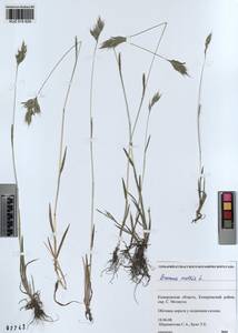Bromus hordeaceus subsp. hordeaceus, Siberia, Altai & Sayany Mountains (S2) (Russia)
