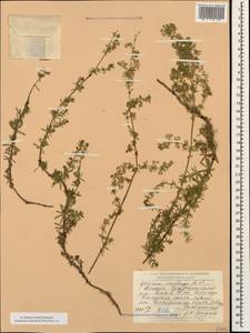 Galium mollugo L., Caucasus, Abkhazia (K4a) (Abkhazia)
