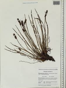 Plantago maritima L., Eastern Europe, Northern region (E1) (Russia)