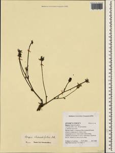 Crepis foetida subsp. rhoeadifolia (M. Bieb.) Celak., Crimea (KRYM) (Russia)