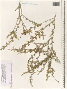 Krascheninnikovia ceratoides (L.) Gueldenst., South Asia, South Asia (Asia outside ex-Soviet states and Mongolia) (ASIA) (China)