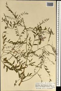 Corethrodendron fruticosum (Pall.) B.H.Choi & H.Ohashi, Mongolia (MONG) (Mongolia)