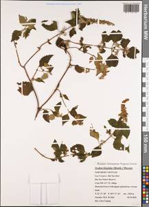 Isodon hispidus (Benth.) Murata, South Asia, South Asia (Asia outside ex-Soviet states and Mongolia) (ASIA) (Vietnam)