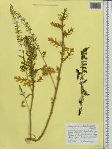 Dysphania schraderiana (Schult.) Mosyakin & Clemants, Eastern Europe, Moscow region (E4a) (Russia)