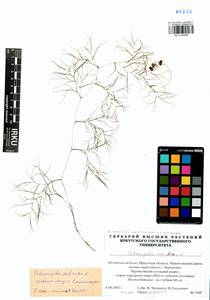 Stuckenia pectinata (L.) Börner, Siberia, Baikal & Transbaikal region (S4) (Russia)