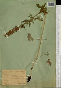 Aconitum volubile Pall., Siberia, Western (Kazakhstan) Altai Mountains (S2a) (Kazakhstan)