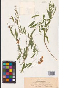 Lathyrus palustris L., Eastern Europe, North-Western region (E2) (Russia)