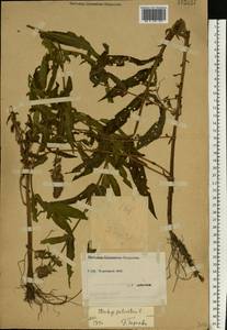 Stachys palustris L., Eastern Europe, South Ukrainian region (E12) (Ukraine)