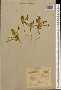 Aethionema carneum (Banks & Sol.) B. Fedtsch., Caucasus, Azerbaijan (K6) (Azerbaijan)
