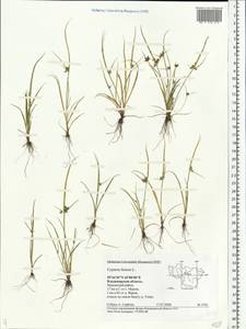 Cyperus fuscus L., Eastern Europe, Central region (E4) (Russia)