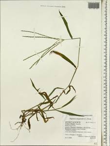 Digitaria sanguinalis (L.) Scop., Africa (AFR) (Spain)
