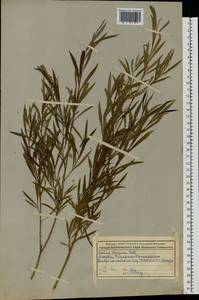 Salix caspica Pall., Eastern Europe, Moscow region (E4a) (Russia)