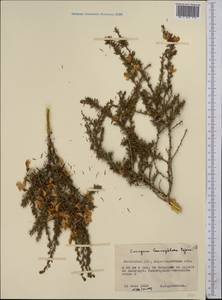 Caragana leucophloea Pojark., Middle Asia, Northern & Central Kazakhstan (M10) (Kazakhstan)