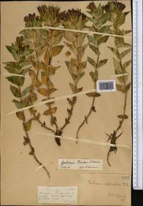 Gentiana septemfida subsp. septemfida, Middle Asia, Dzungarian Alatau & Tarbagatai (M5) (Kazakhstan)