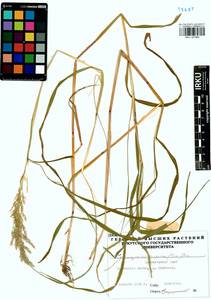 Calamagrostis purpurea (Trin.) Trin., Siberia, Altai & Sayany Mountains (S2) (Russia)