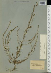 Bassia laniflora (S. G. Gmel.) A. J. Scott, Eastern Europe, South Ukrainian region (E12) (Ukraine)