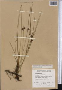 Juncus balticus subsp. ater (Rydb.) Snogerup, America (AMER) (Canada)