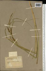 Carex rostrata Stokes, Eastern Europe, Northern region (E1) (Russia)
