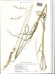 Arrhenatherum elatius (L.) P.Beauv. ex J.Presl & C.Presl., Eastern Europe, Moscow region (E4a) (Russia)