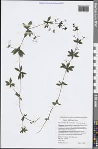 Galium triflorum Michx., Siberia, Baikal & Transbaikal region (S4) (Russia)