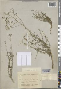 Haplophyllum obtusifolium (Ledeb. ex Eichw.) Ledeb., Middle Asia, Caspian Ustyurt & Northern Aralia (M8) (Kazakhstan)