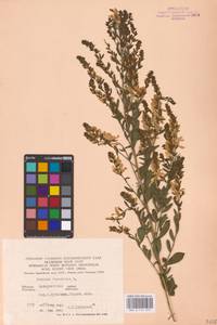Genista tinctoria L., Eastern Europe, West Ukrainian region (E13) (Ukraine)